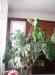 Filodendron - Monstera deliciosa - Prodej