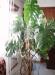 Filodendron - Monstera deliciosa - Prodej