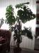 Filodendron - Monstera deliciosa - Prodej