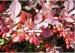 Dřišťál červenolistý - Berberis Red Chief - Prodej