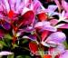 Dřišťál červenolistý - Berberis Red Chief - Prodej