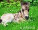 Hřebeček minihorse - Prodej