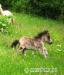 Hřebeček minihorse - Prodej