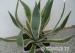 Agave americana - Prodej