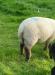 Hampshire Down Ram Lamb - Sale