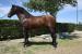 Bay 4yr old PRE (Andalusian) stallion - Sale