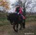 Pony - Prodej