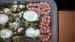 Cb13 corn snakes - Sale