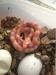 Cb13 corn snakes - Sale