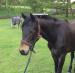 Stunning 2 year old thoroughbred x new forest - Sale