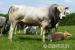 Rinder Piemonteser-Fleischrinder reinrassig - Verkauf