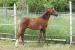 Welsh Pony - Stute der Sektion B - Verkauf