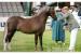 Welsh Pony - Stute der Sektion B - Verkauf