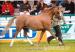 Welsh Pony - Stute der Sektion B - Verkauf