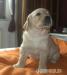 Golden Retriever Welpen - Verkauf