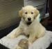 Golden Retriever Welpen - Verkauf