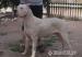 Argentín dog - Eladás