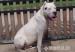 Argentín dog - Eladás