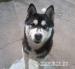 Husky kan - Eladás