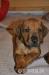 Rhodéský ridgeback - Prodej