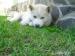 Sibírsky husky - Predaj
