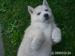 Sibírsky husky - Predaj