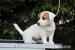 Jack Russell Teriér - Prodej