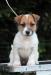Jack Russell Teriér - Prodej