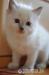 Lilinka Little Blessings - mačička ragoll s PP - Predaj