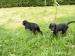 Flat Coated Retriever - Prodej