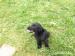 Flat Coated Retriever - Prodej
