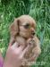 Šteniatko cavalier king charls spaniel - Predaj
