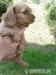 Šteniatko cavalier king charls spaniel - Predaj