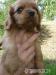 Šteniatko cavalier king charls spaniel - Predaj