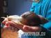 Achatina fulica albino body - Prodej