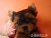 Yorkshire Terrier Szczenięta FCI - Sprzedaż