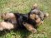 Yorkshire Terrier Szczenięta FCI - Sprzedaż