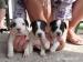 Jack Russel Terier - Predaj