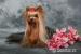Yorkshire terrier - Prodej