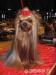 Yorkshire terrier - Prodej