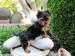 Yorkshire terrier - Prodej