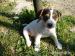 Jack Russel Teriér - Predaj