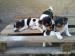 Jack Russel Teriér - Predaj
