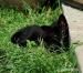 2 koťata, černé a mourované - Darování