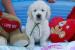 Šteniatka Zlatého retrievera - s PP - Predaj