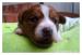 Jack russel teriér - 100% australská linie - Prodej