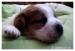 Jack russel teriér - 100% australská linie - Prodej