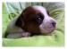 Jack russel teriér - 100% australská linie - Prodej
