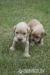 Anglický kokeršpaniel, šteniatka - Predaj