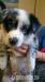 Border kolie s PP - blue merle pejsek - Prodej